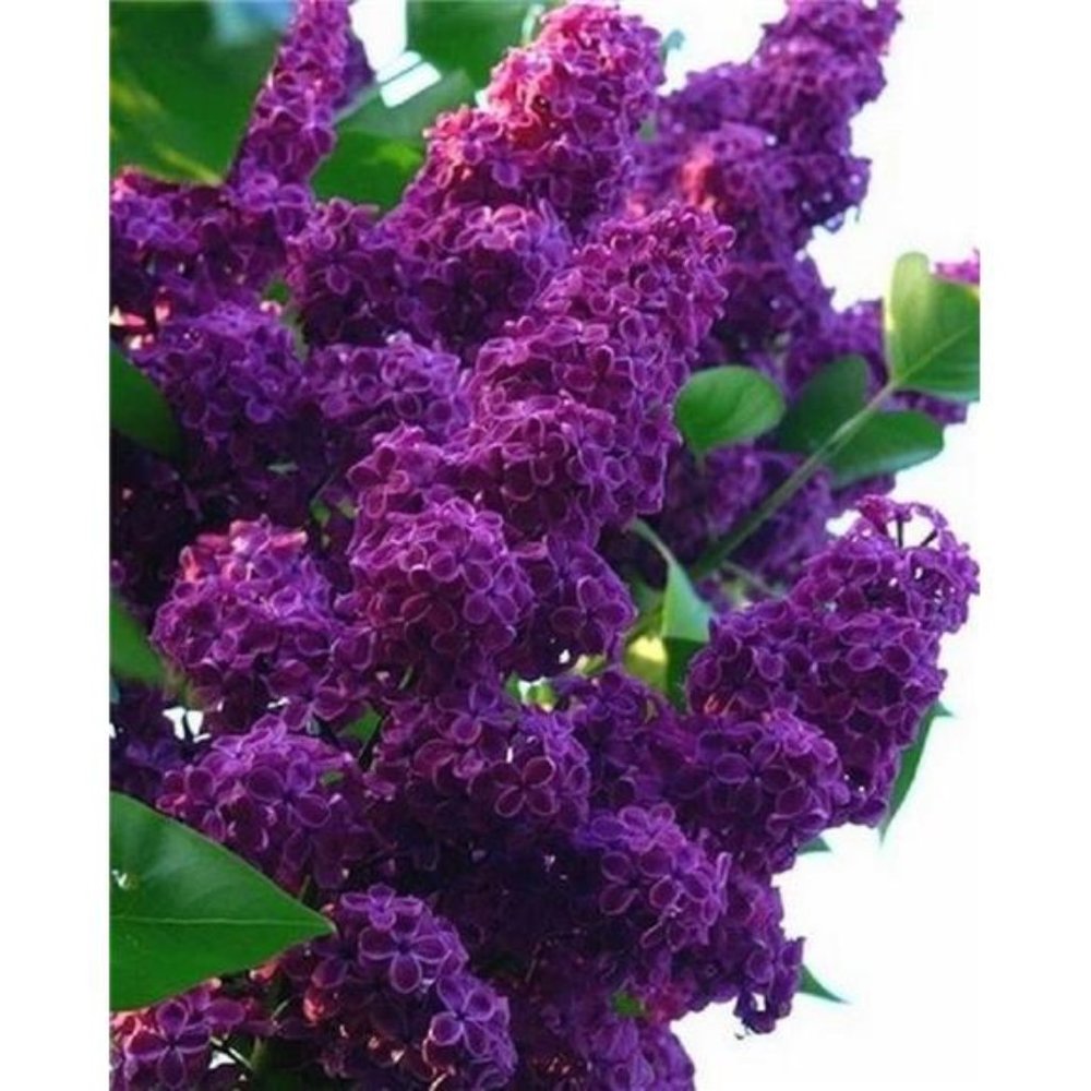 25 Dark Purple Lilac Seeds Tree Fragrant Flowers Perennial Flower